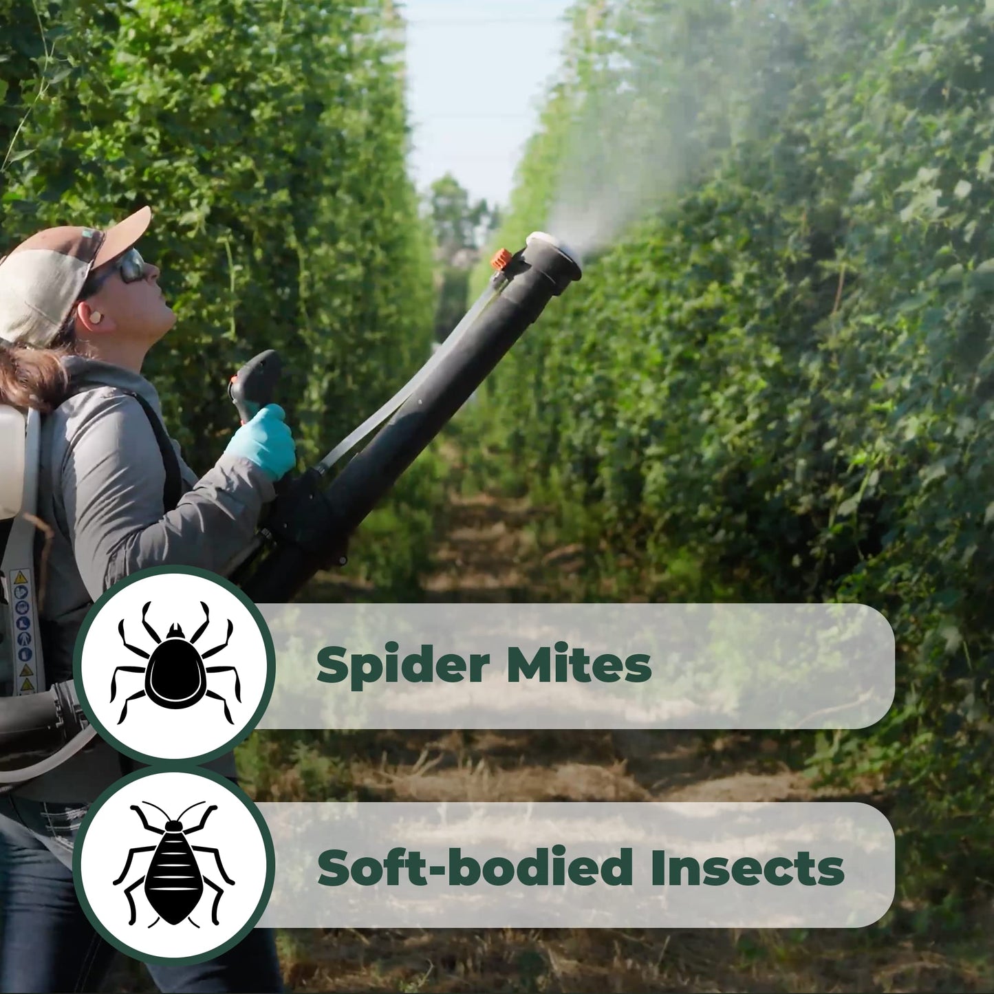 Miticide Insecticide – Botanical Concentrate for Spider Mites, Aphids, Disease, and Insects - OMRI Listed for Organic Use (128 oz)