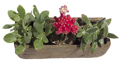 Classic Home and Garden Dakota Rectangular Planter Box w/Drain Plug - Small Succulent Pots for Window Sills & More - Shallow Trough Planter for Indoor Outdoor Use (8” Earth Moss Gray)