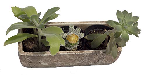 Classic Home and Garden Dakota Rectangular Planter Box w/Drain Plug - Small Succulent Pots for Window Sills & More - Shallow Trough Planter for Indoor Outdoor Use (8” Earth Moss Gray)