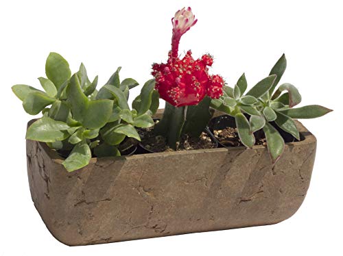 Classic Home and Garden Dakota Rectangular Planter Box w/Drain Plug - Small Succulent Pots for Window Sills & More - Shallow Trough Planter for Indoor Outdoor Use (8” Earth Moss Gray)