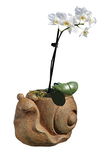 Classic Home and Garden Cement Buddies Animal Planter - Cute Desk Decoration - UV Coated Animal Vase w/Removable Drain Plug - Succulent Planter for Indoor/Outdoor Use (Bird Planter, Rust, Large)