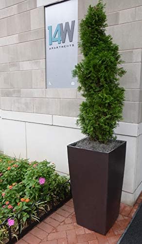 Mosser Lee ML0560 Spanish Moss, 250 Cubic Inches