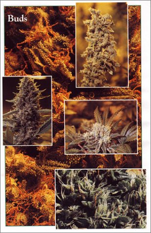 Indoor Marijuana Horticulture: The Indoor Bible