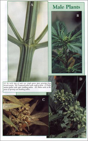 Indoor Marijuana Horticulture: The Indoor Bible