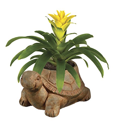 Classic Home and Garden Cement Buddies Animal Planter - Cute Desk Decoration - UV Coated Animal Vase w/Removable Drain Plug - Succulent Planter for Indoor/Outdoor Use (Bird Planter, Rust, Large)