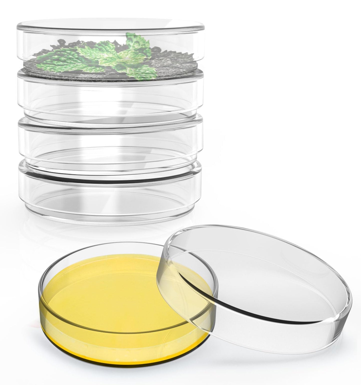 FOUR E'S SCIENTIFIC 60mm Glass Petri Dishes with Lids, High Borosilicate Glass Culture Dishes for Laboratory, Science Project, School, Pack of 5