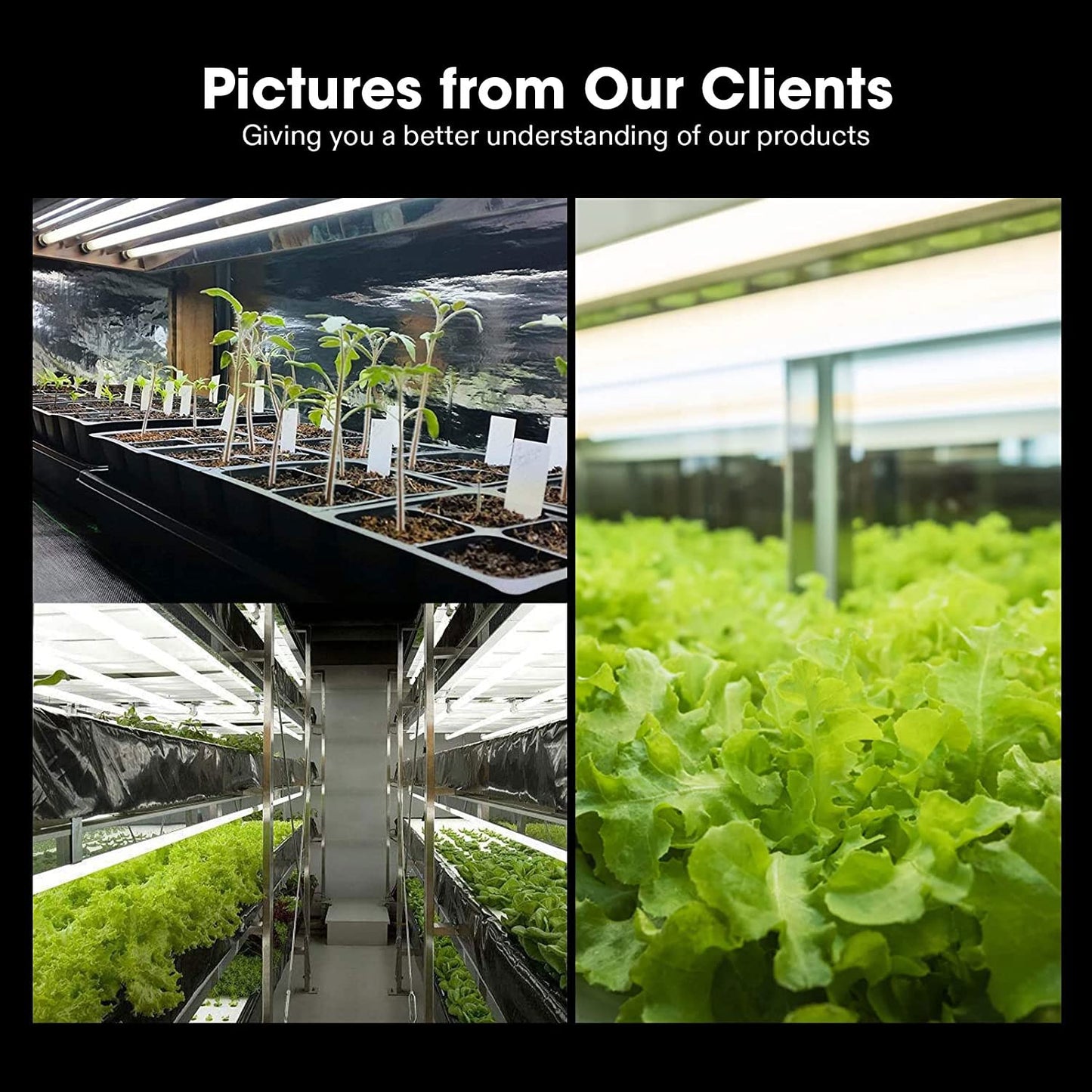 VIVOSUN T5 Grow Light Bulbs 4 Ft 46 Inches, 54W 6500K HO Fluorescent Tubes Light Bulbs, Cool White T5 Bulb for 46 Inches T5 Light Fixtures, T5 Grow Lights for Indoor Plants, 4 Ft 54W Pack of 5