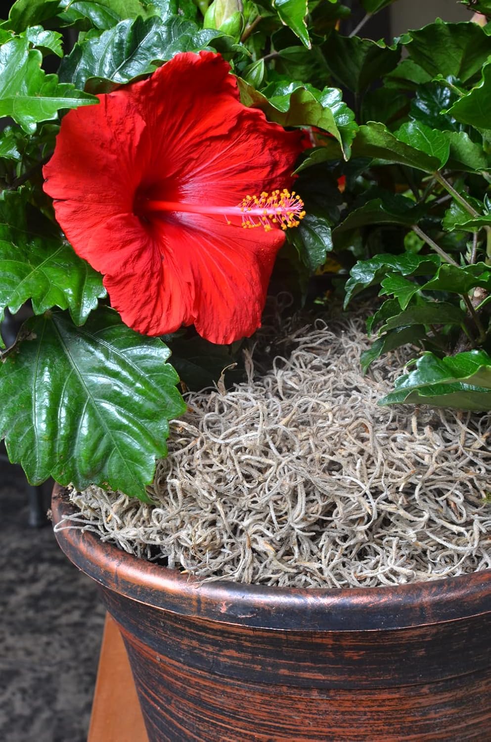 Mosser Lee ML0560 Spanish Moss, 250 Cubic Inches