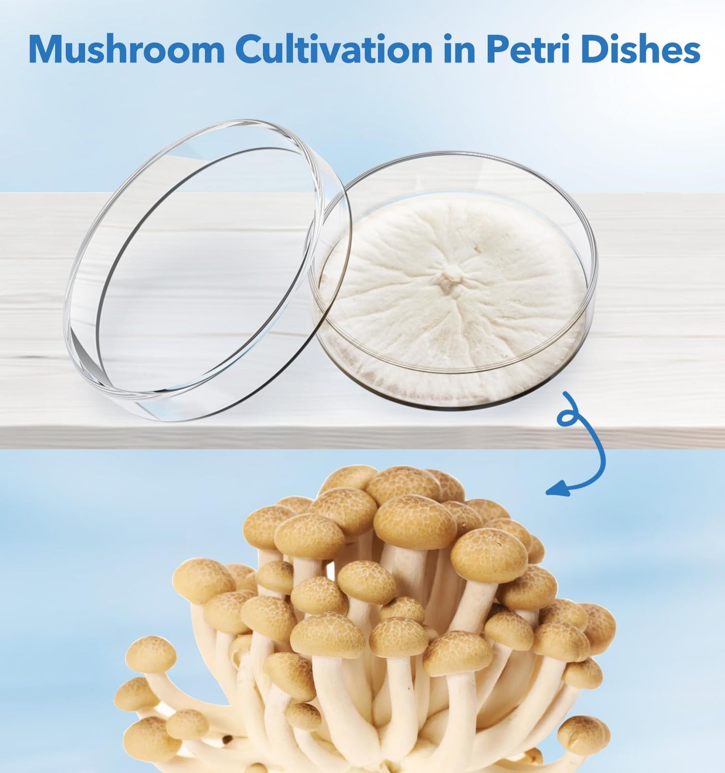 FOUR E'S SCIENTIFIC 60mm Glass Petri Dishes with Lids, High Borosilicate Glass Culture Dishes for Laboratory, Science Project, School, Pack of 5