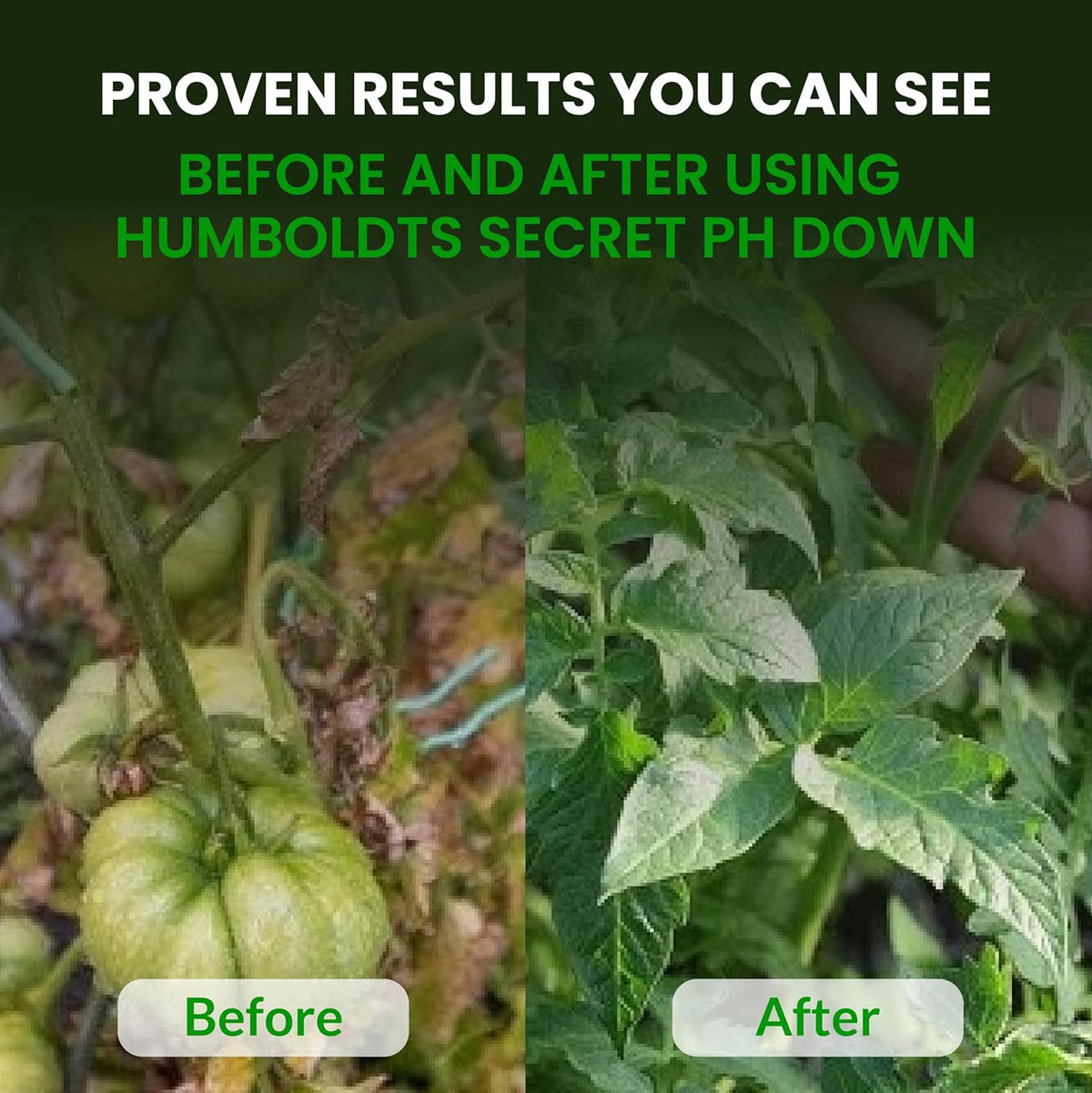 Humboldts Secret Golden Tree Plant Food