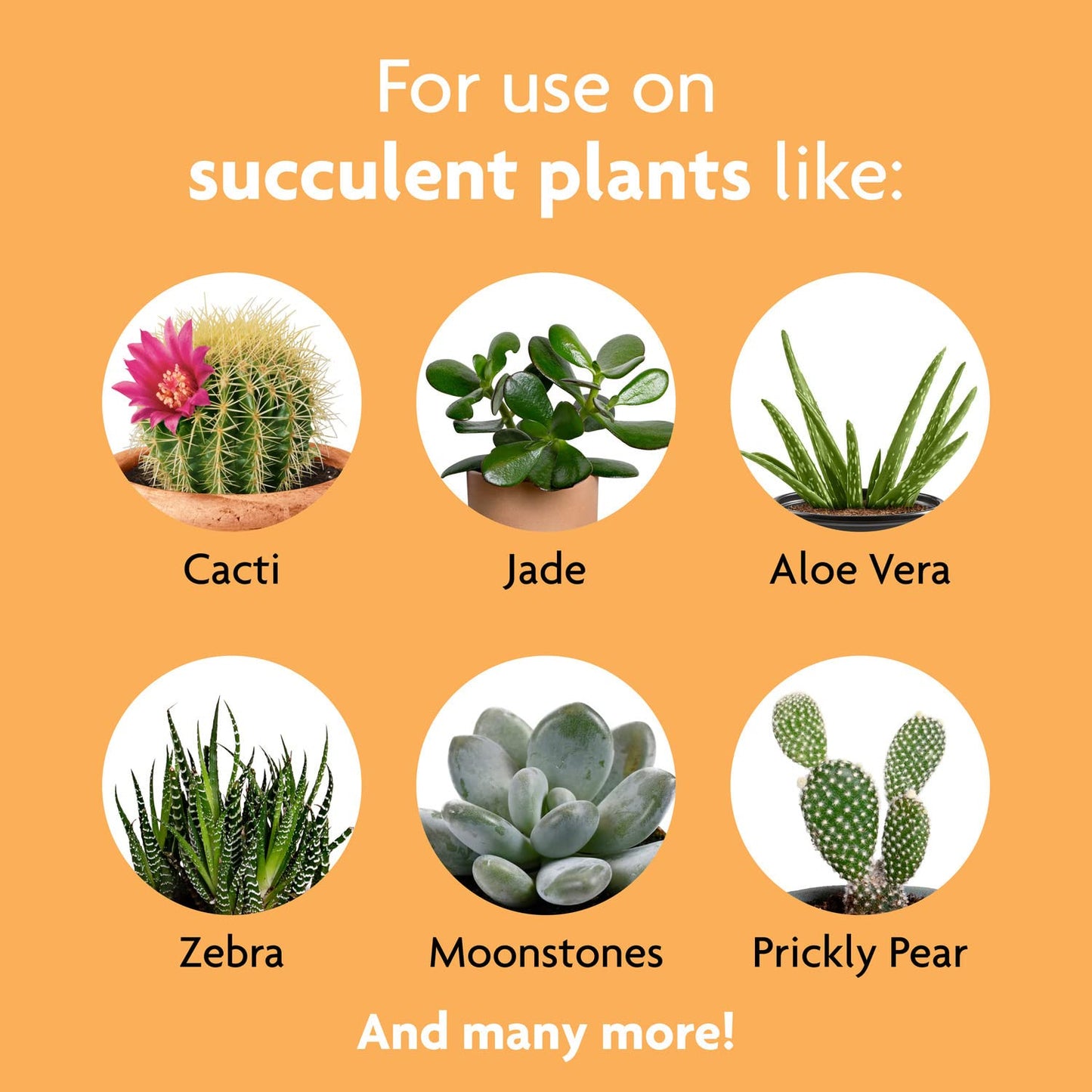 Miracle-Gro Succulent Plant Food, 8 oz., For Succulents including Cacti, Jade, And Aloe