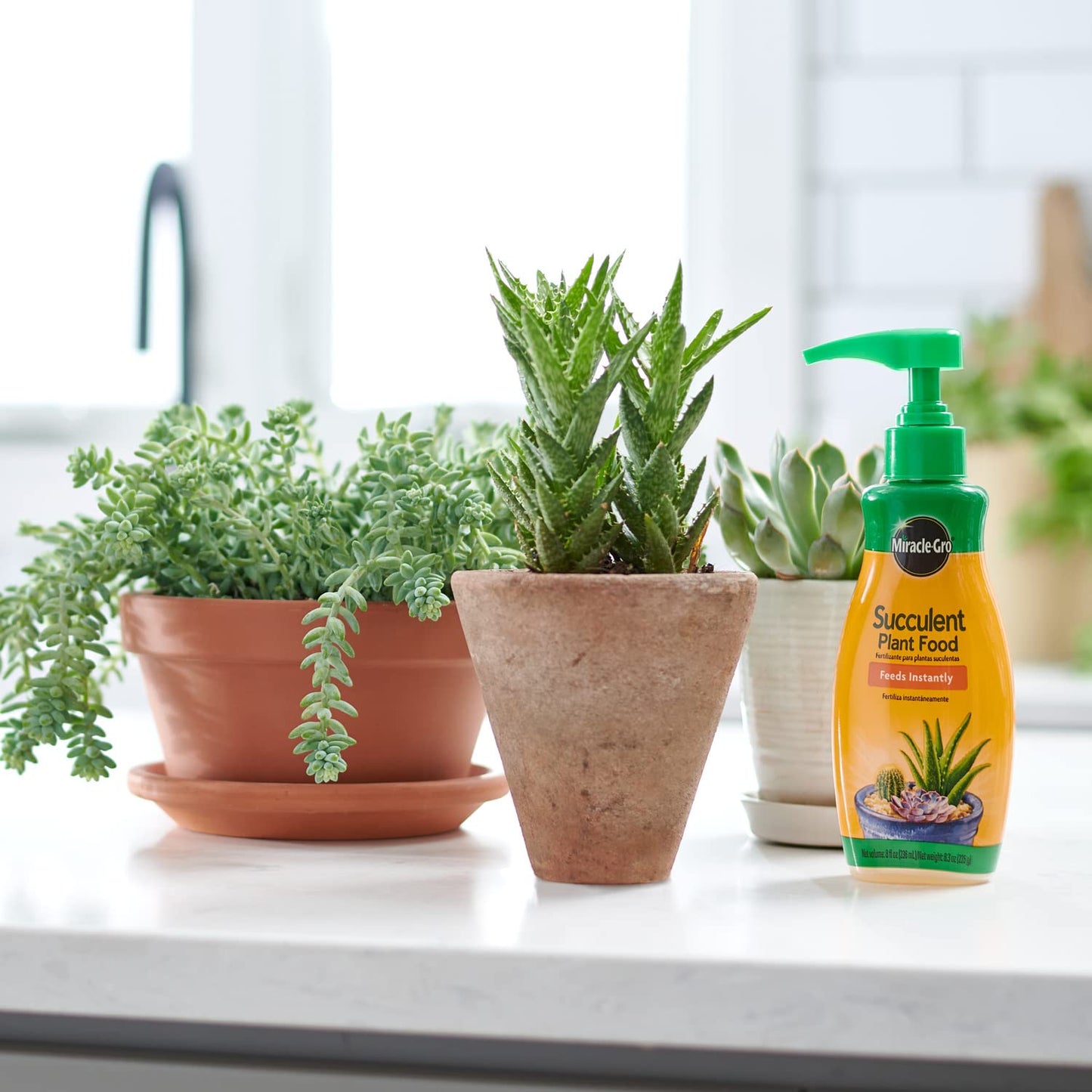 Miracle-Gro Succulent Plant Food, 8 oz., For Succulents including Cacti, Jade, And Aloe