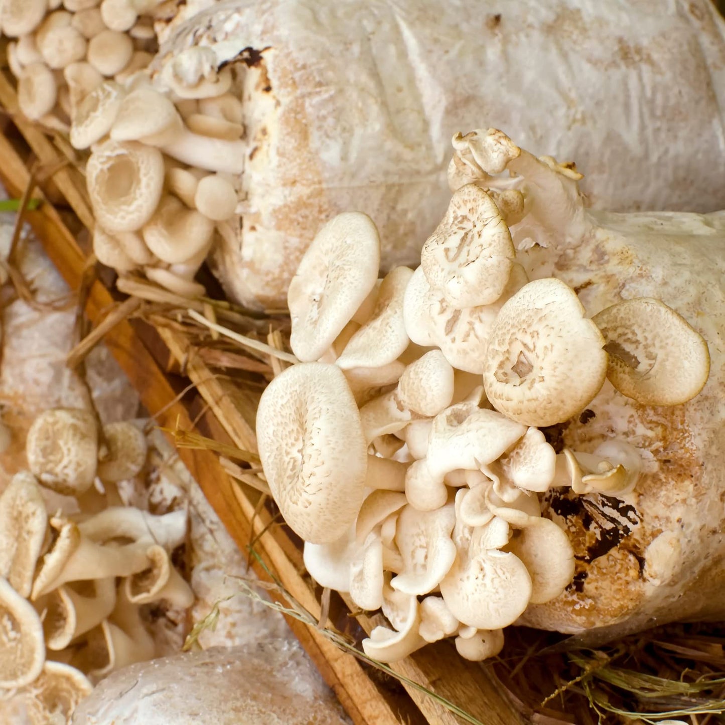 25 Packs 6 Mil Mushroom Grow Bags, Thick Spawn Bags 5" X 8" X 20" with 0.2 Micron Filter Breathable Autoclavable Durable Tear-Resistant