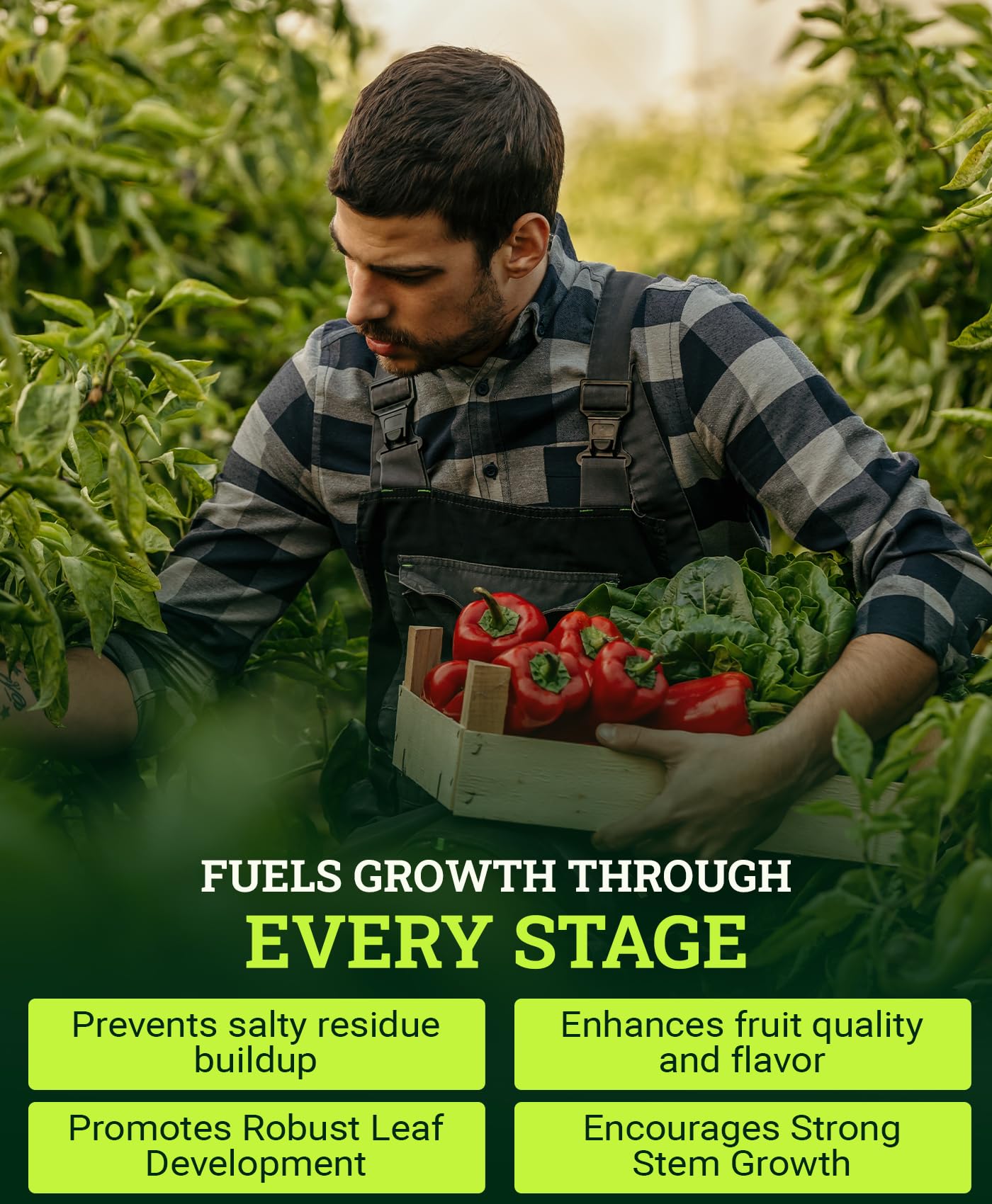 FoxFarm Beastie Bloomz Soluble Fertilizer - High-Phosphorus Fertilizer for Mid to Late Flowering, pH Balanced - Supports Blossom Development, NPK 0-5-3 (6 oz)