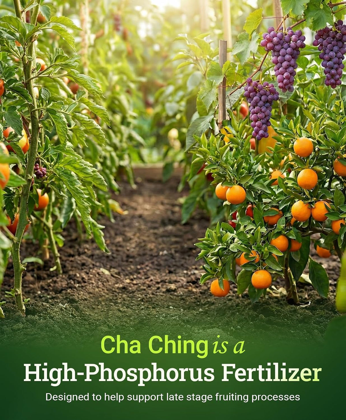 FoxFarm Cha Ching Water Soluble Fertilizer