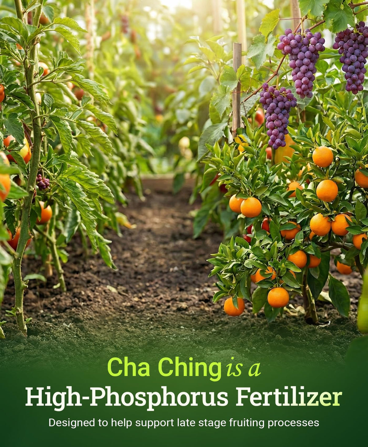 FoxFarm Cha Ching Water Soluble Fertilizer