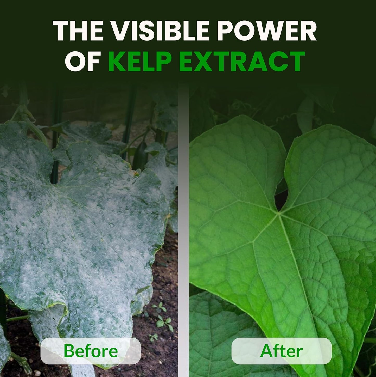 Humboldts Secret Soluble Kelp Extract Powder | 0-0-16 Water Seaweed Fertilizer | Concentrated Nutrients & Minerals for Lawn, Garden, Vegetables, Houseplants, Succulents & Hydroponics | 2 lb Bag