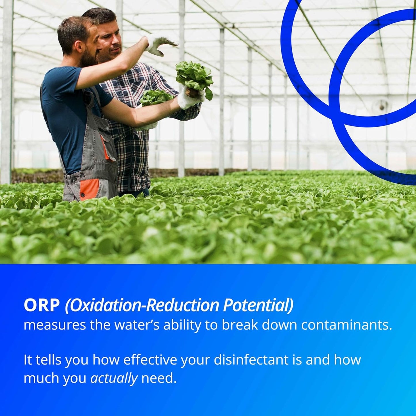 Bluelab ORP Probe – Durable, Platinum Probe with Ceramic Diaphragm & 2m Cable for Chlorine-Based Sanitiser Monitoring