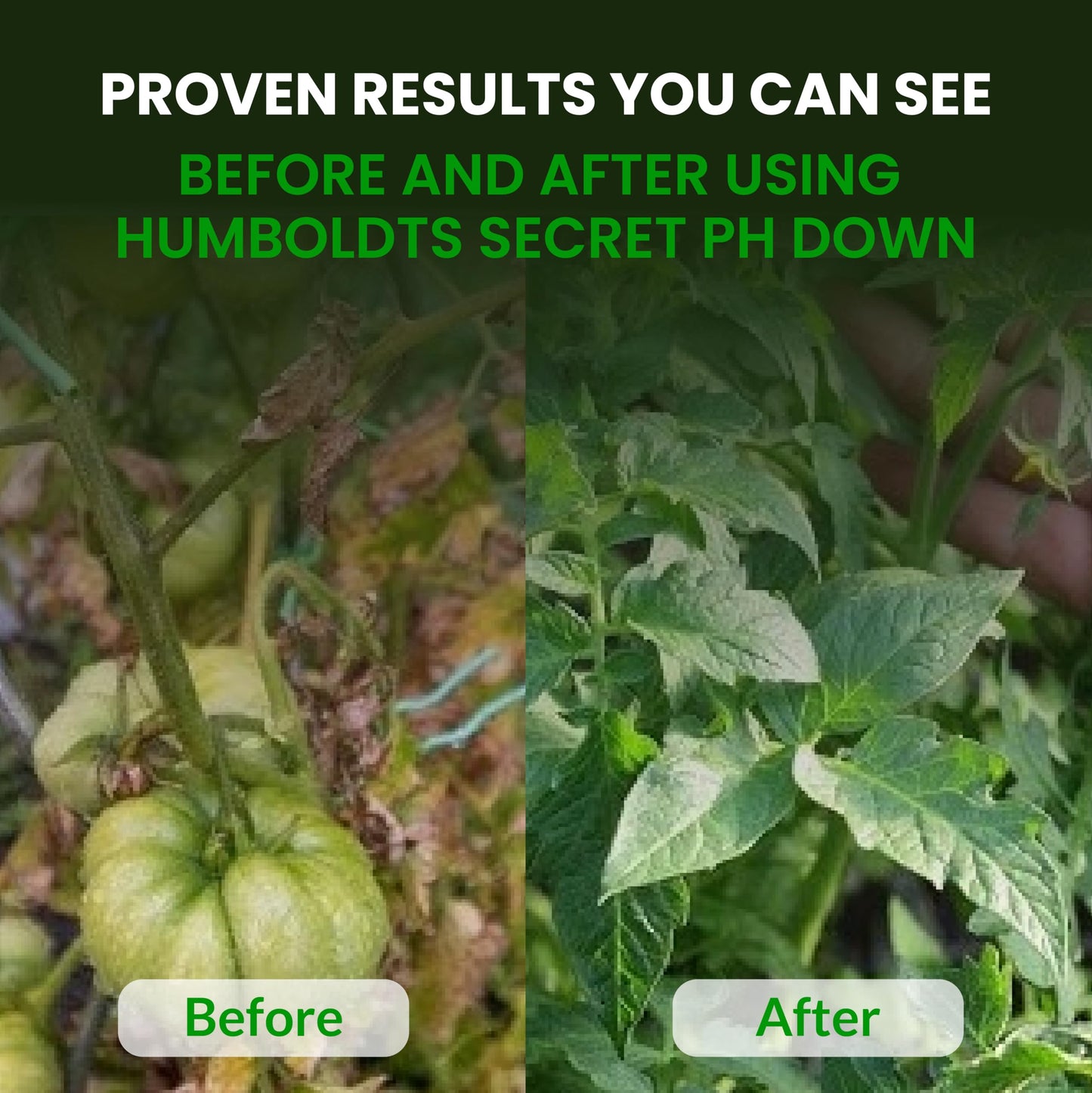 Humboldts Secret Golden Tree Liquid Plant Food | Enhances Growth Indoors or Outdoors | All-in-One Plant Nutrients for Vegetables, Trees, Flowers, Fruits, Roses, Lawns, Tomatoes | 16 Ounce