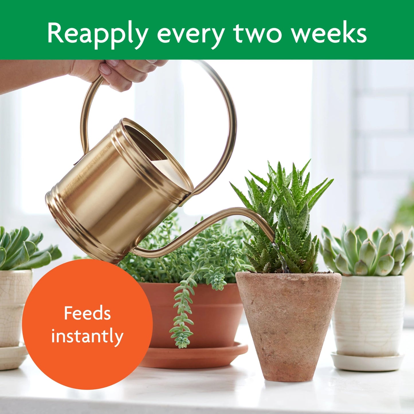 Miracle-Gro Succulent Plant Food, 8 oz., For Succulents including Cacti, Jade, And Aloe