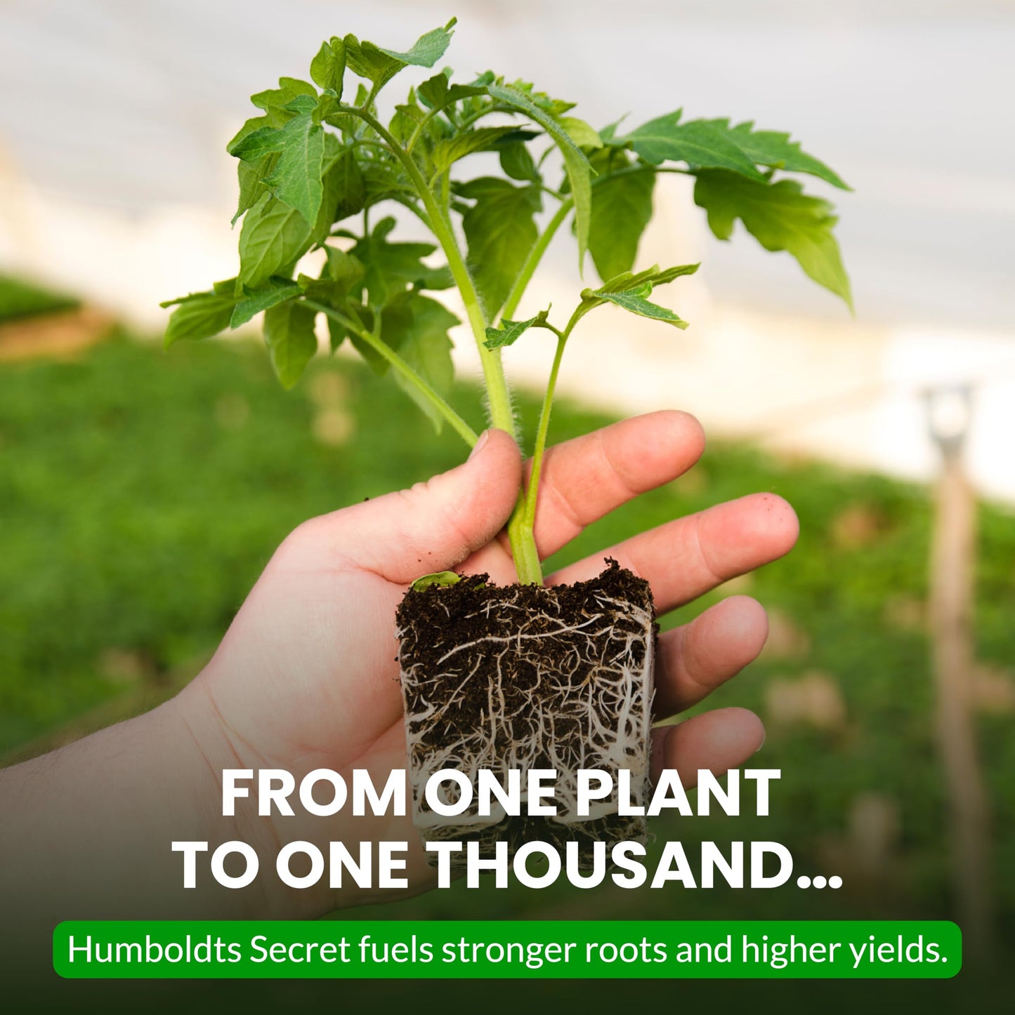 Humboldts Secret Plant Enzymes | 7,000 Active Units per mL | Root & Soil Enzyme Additive for Hydroponic and Aeroponic Systems | Boosts Growth and Root Strength for Maximum Nutrient Uptake | 8 Ounce