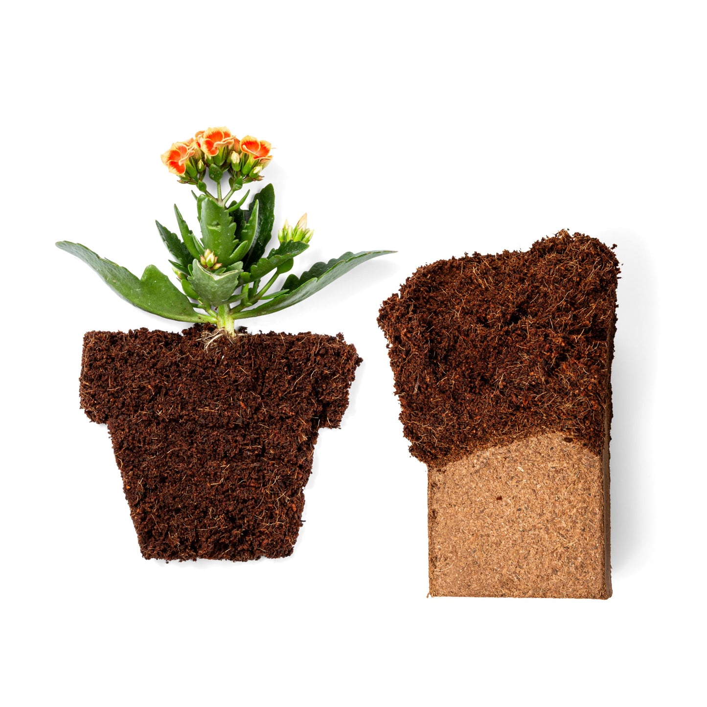 Coco Bliss 650gm Bricks (30-Pack) - Organic Coco Coir for Plants - OMRI-Listed Coco Coir for Garden Soil & Potting Mixes - Coconut Fiber Mixes with Potting Soil for Indoor Plants & Outdoor Plants