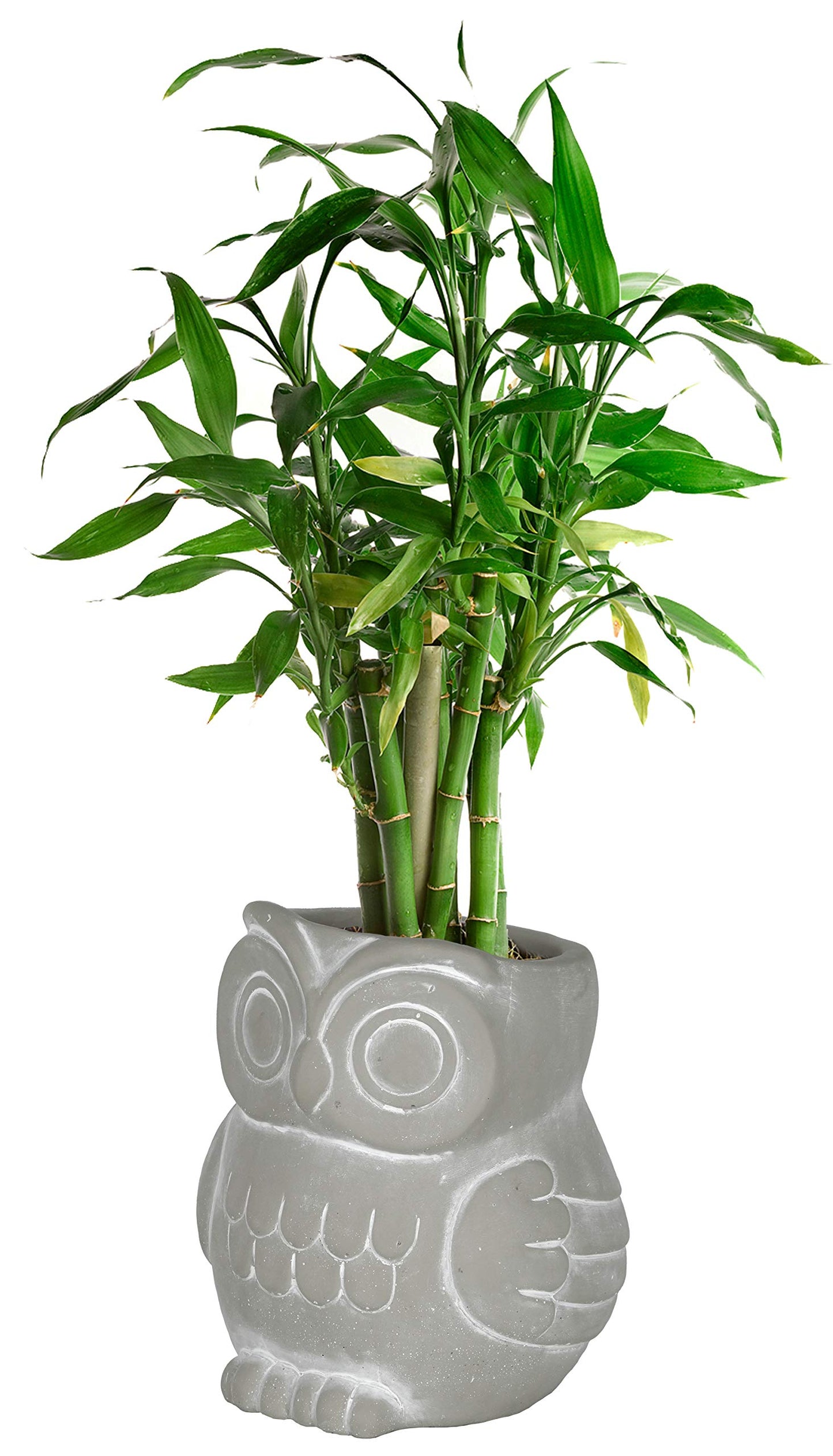 Classic Home and Garden Cement Buddies Animal Planter - Cute Desk Decoration - UV Coated Animal Vase w/Removable Drain Plug - Succulent Planter for Indoor/Outdoor Use (Bird Planter, Rust, Large)