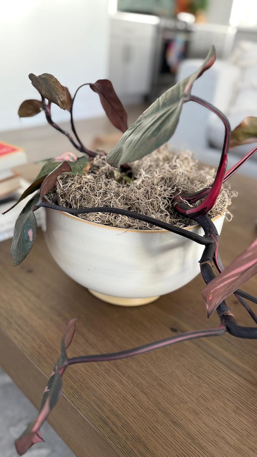 Mosser Lee ML0560 Spanish Moss, 250 Cubic Inches