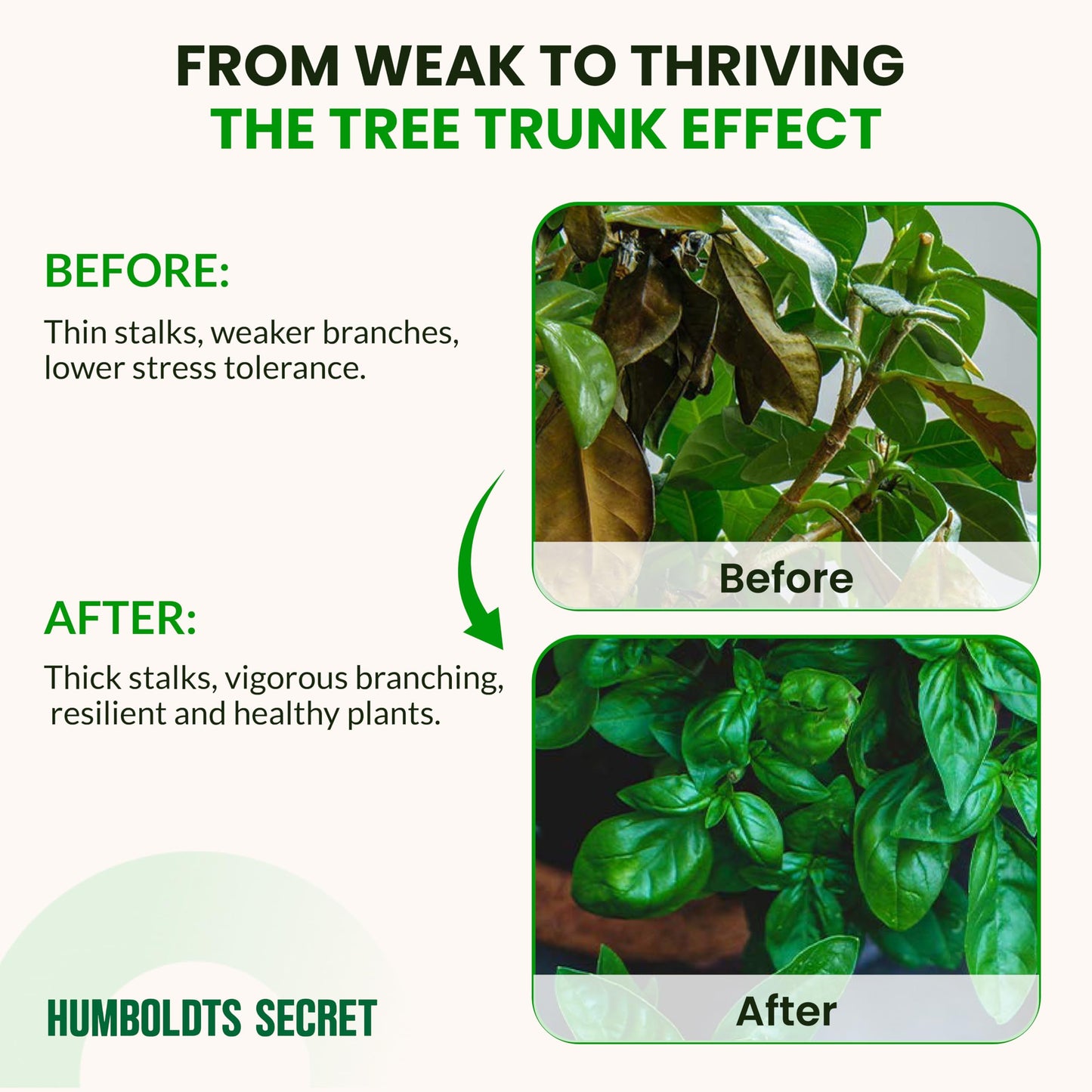 Humboldts Secret Tree Trunk | Potassium Silicate Additive | Liquid Fertilizer for Thicker Stalks, Stress Resistance & Branch Development | Indoor & Outdoor Plant Food, Hydroponic Nutrients, 32 Ounce