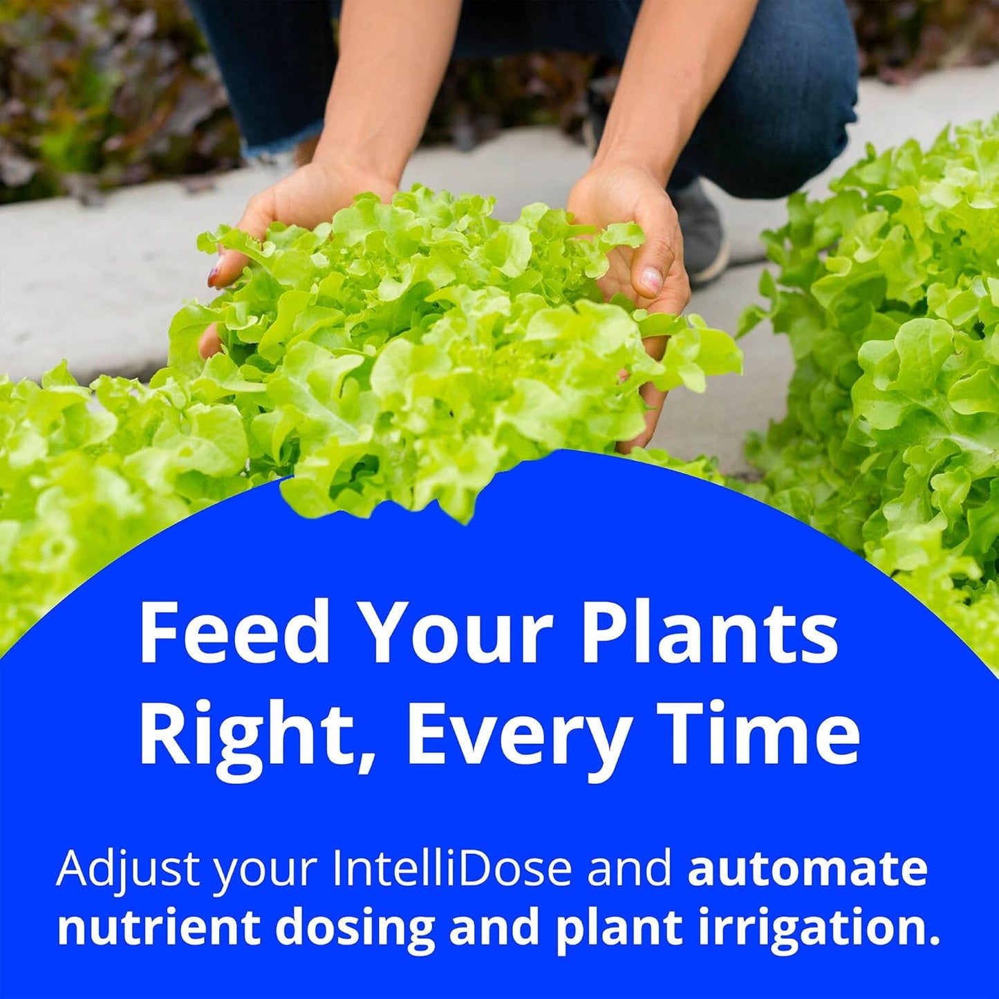 Bluelab IntelliDose Controller Kit Automated 24/7 Reservoir pH, EC, Temp Control with Wi-Fi, Multi-Nutrient Dosing, Replaceable Probes, Edenic Integration Advanced Hydroponic System Management