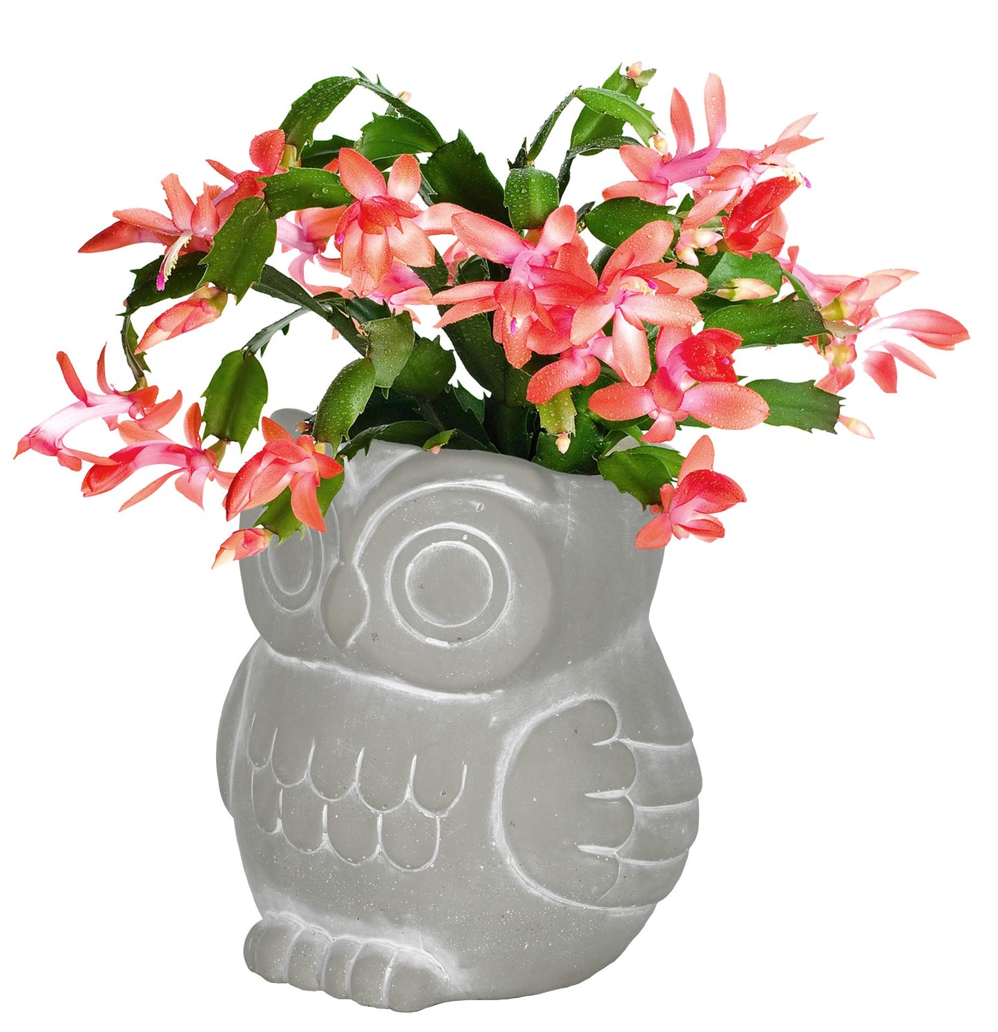 Classic Home and Garden Cement Buddies Animal Planter - Cute Desk Decoration - UV Coated Animal Vase w/Removable Drain Plug - Succulent Planter for Indoor/Outdoor Use (Bird Planter, Rust, Large)